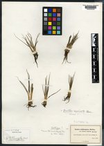 Isoëtes echinospora var. robusta image