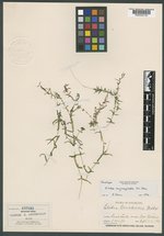 Elodea bifoliata image