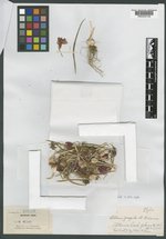 Allium fragile image