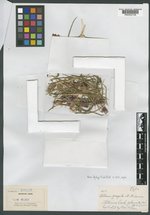 Allium fragile image