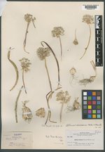 Allium incisum image