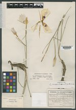 Calochortus maculosus image