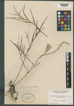 Dendrobium papilio image