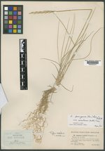 Elymus pycnanthus image