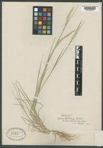 Elymus hirtiflorus image