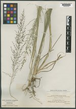 Eragrostis deflexa image