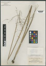Festuca hawaiiensis image