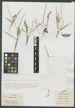 Glyceria californica image