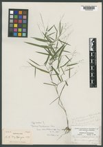 Panicum dichotomum image