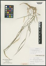 Pennisetum glaucifolium image