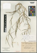 Pennisetum glaucifolium image