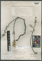 Toxicodendron pumilum image