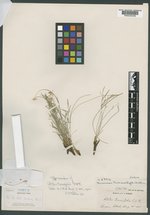 Aletes tenuifolia image