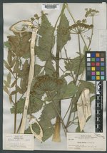 Cicuta maculata var. angustifolia image