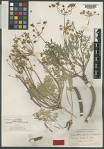 Cogswellia concinna image
