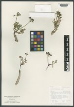 Lomatium attenuatum image