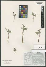 Lomatium erythrocarpum image