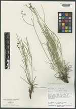 Peucedanum graveolens var. alpinum image