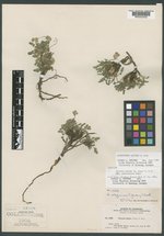 Oreoxis alpina image