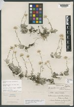 Antennaria rosea subsp. arida image