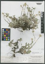 Antennaria x oblancifolia image