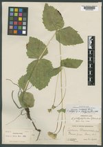 Arnica platyphylla image