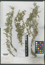 Artemisia aromatica image