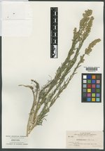 Artemisia potens image