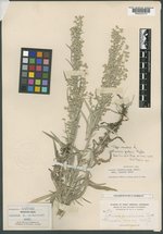 Artemisia pudica image