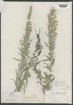 Artemisia pudica image