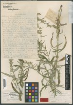 Artemisia silvicola image