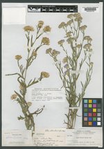 Aster nelsonii image