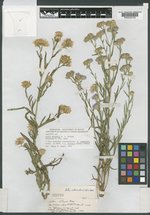 Aster nelsonii image