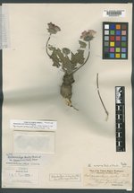 Balsamorhiza rosea image