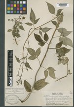 Bidens campylotheca subsp. campylotheca image