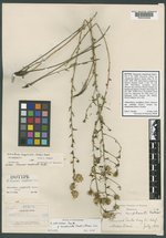Chrysopsis camphorata image