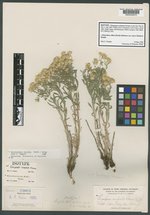 Chrysopsis compacta image
