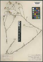 Corethrogyne filaginifolia var. linifolia image