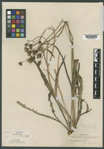 Crepis mogollonica image