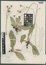 Crepis petiolata image