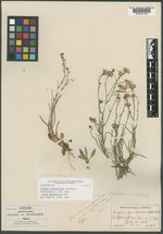 Erigeron paucipetalus image