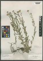 Eriocarpum serratum image