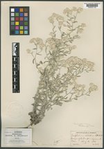 Gnaphalium albatum image