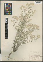 Gnaphalium albatum image