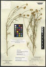 Hymenoxys chrysanthemoides var. juxta image