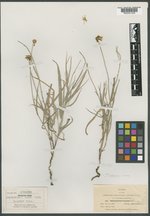 Pinaropappus roseus var. foliosus image