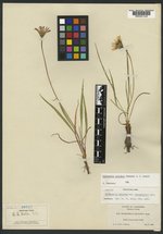 Scorzonella paludosa var. integrifolia image