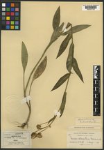 Senecio chloranthus image