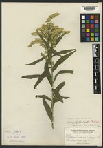 Solidago polyphylla image