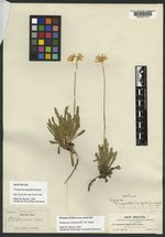 Tetraneuris angustifolia image